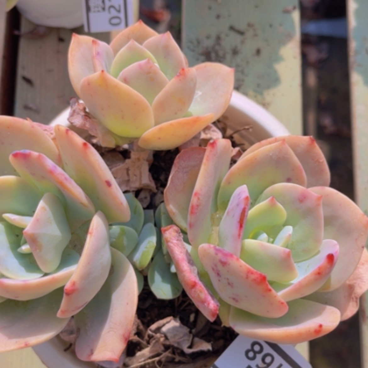 【闪购商品】血凤02168