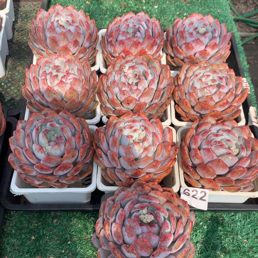 622橙子多肉植物