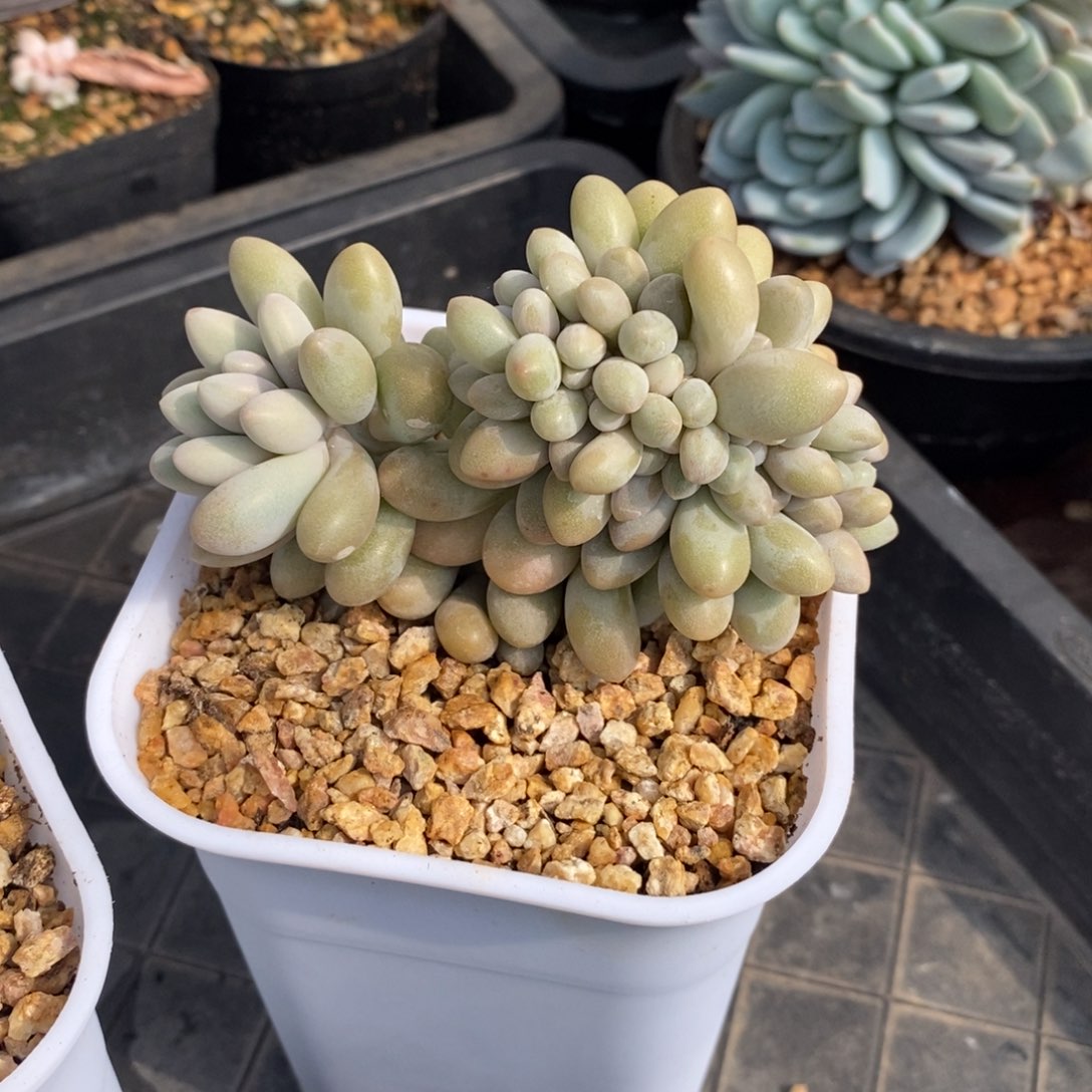 自然缀化，汤圆，123456789123