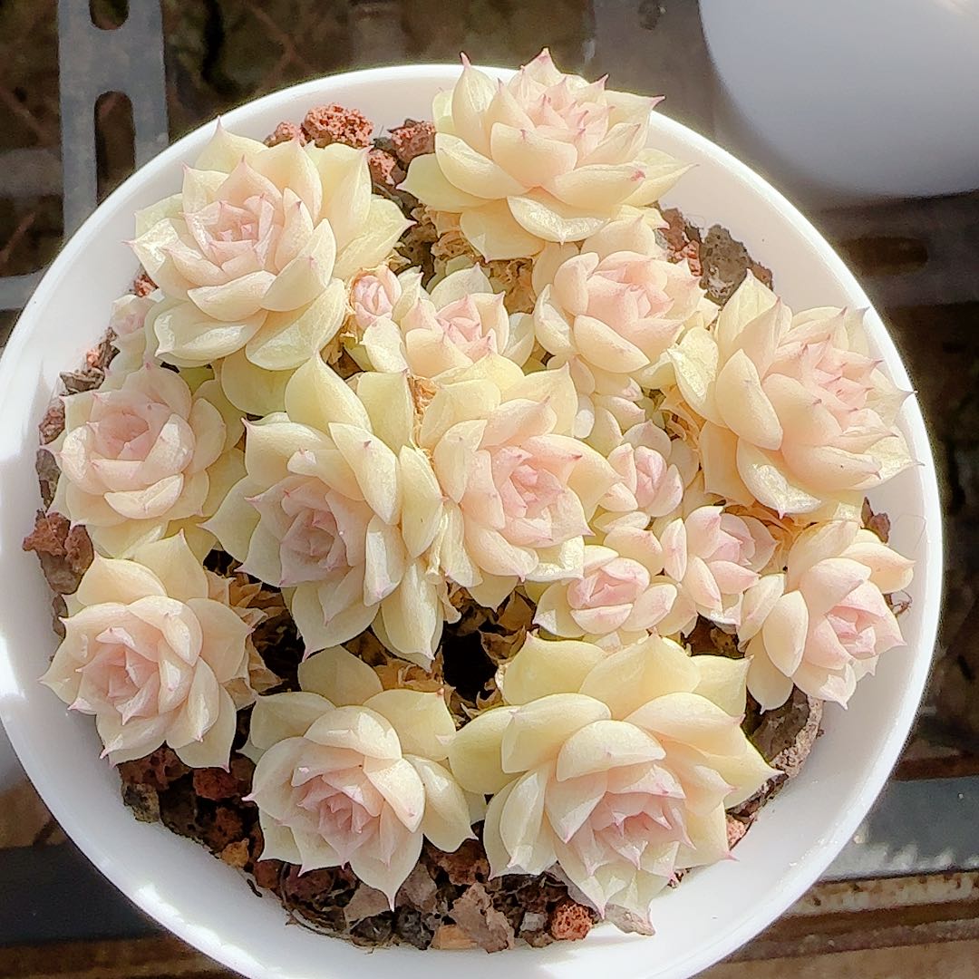 1130-38（m1-452-2）优选