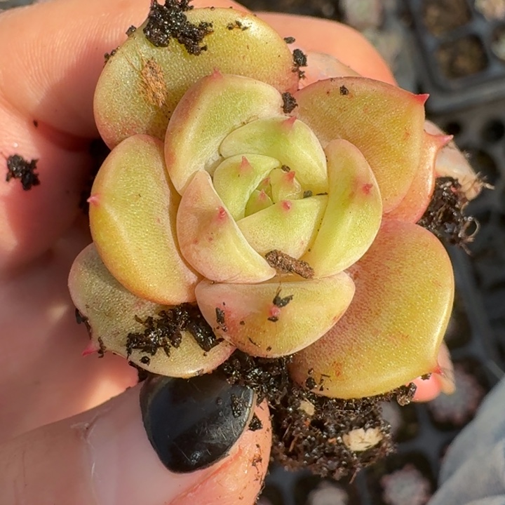 贝加尔湖覆轮一物一拍214