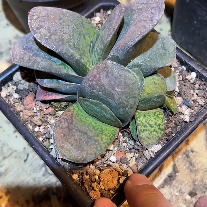 满38包邮2天凑单，脱土晾根发货多肉植物