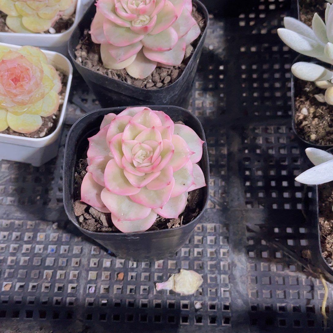 蜡牡丹锦多肉植物