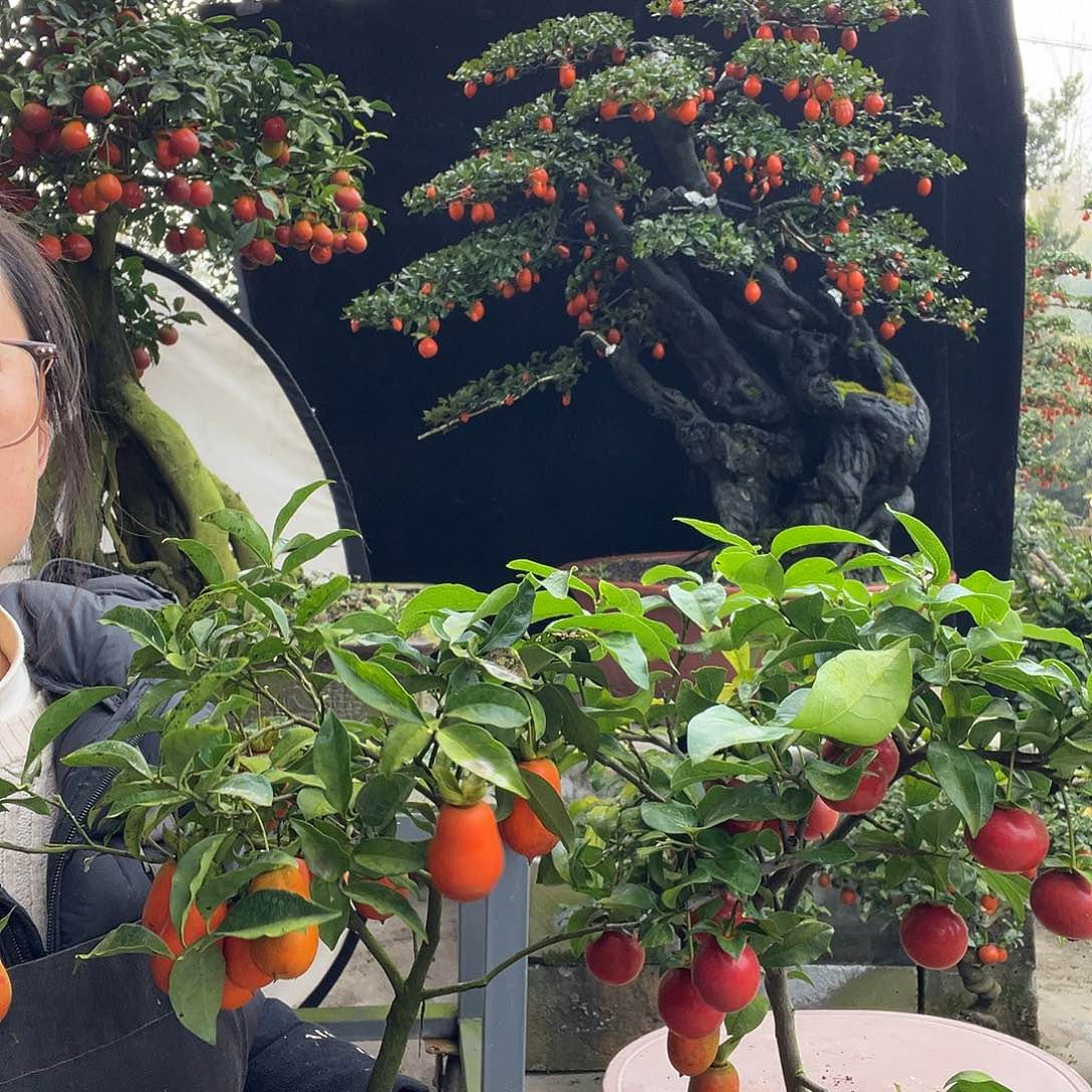 金弹子盆景喜欢的来