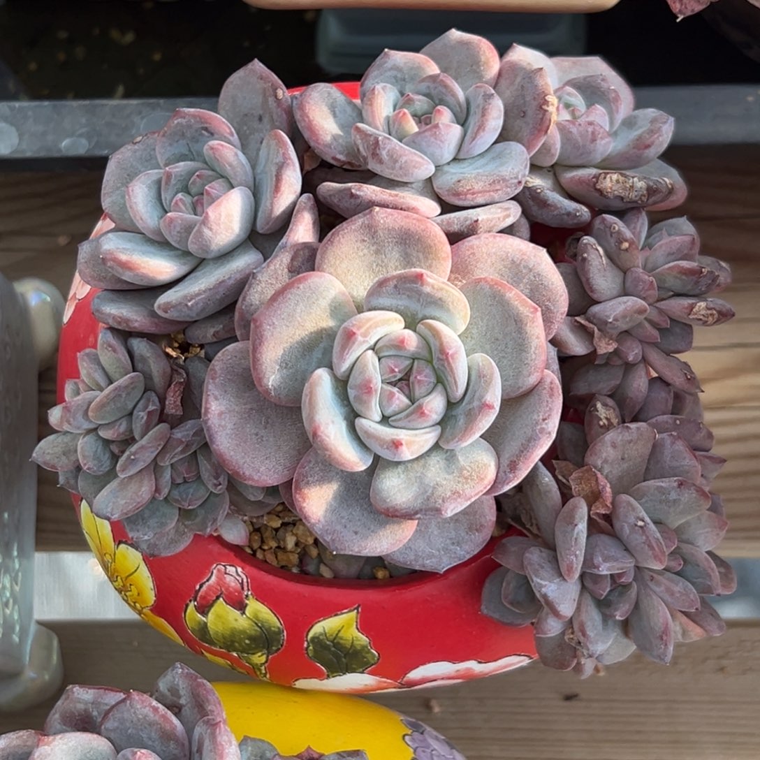 新年快乐 新年快乐