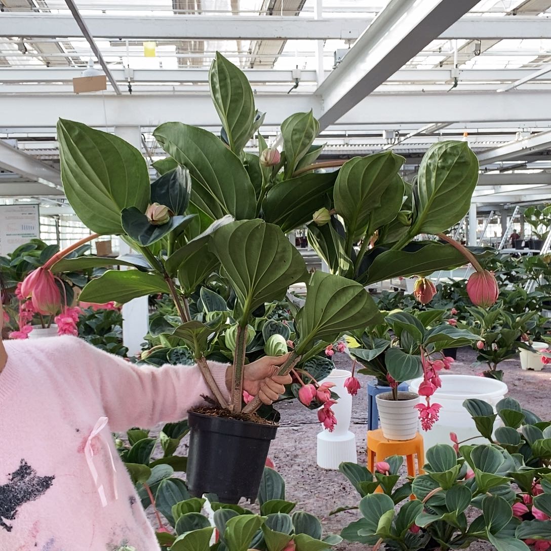 风***光完全开放17花苞玫红