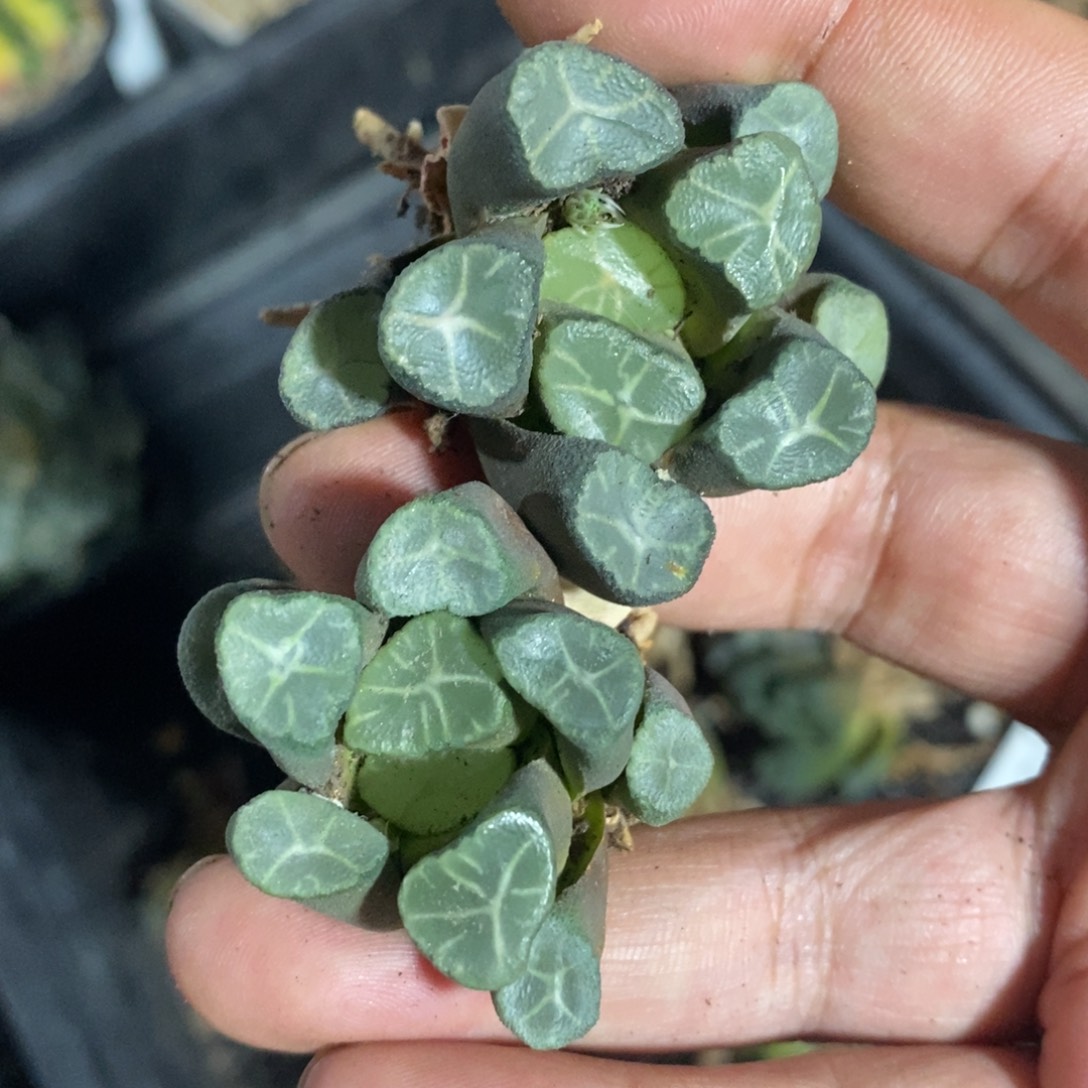 3103 一颗实生超美万象 福利