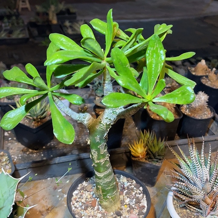 满38包邮2天凑单，脱土晾根发货多肉植物阿房宫