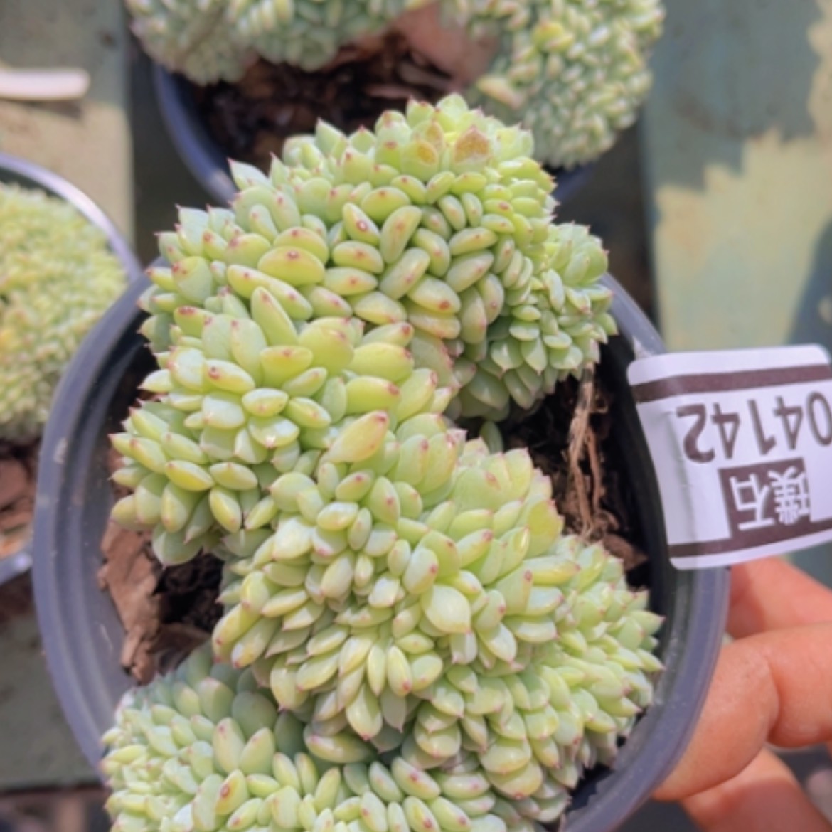 【闪购商品】白胖子缀04142