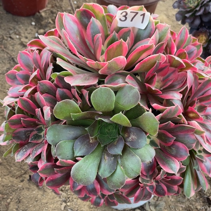 完全开放371多肉植物女妖