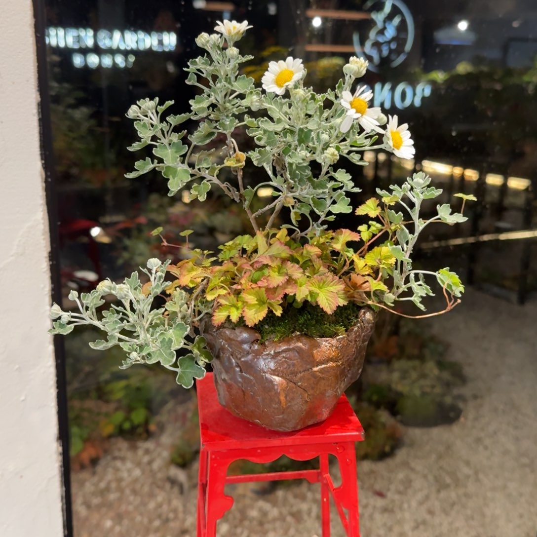 全部花朵山野草手捏盆