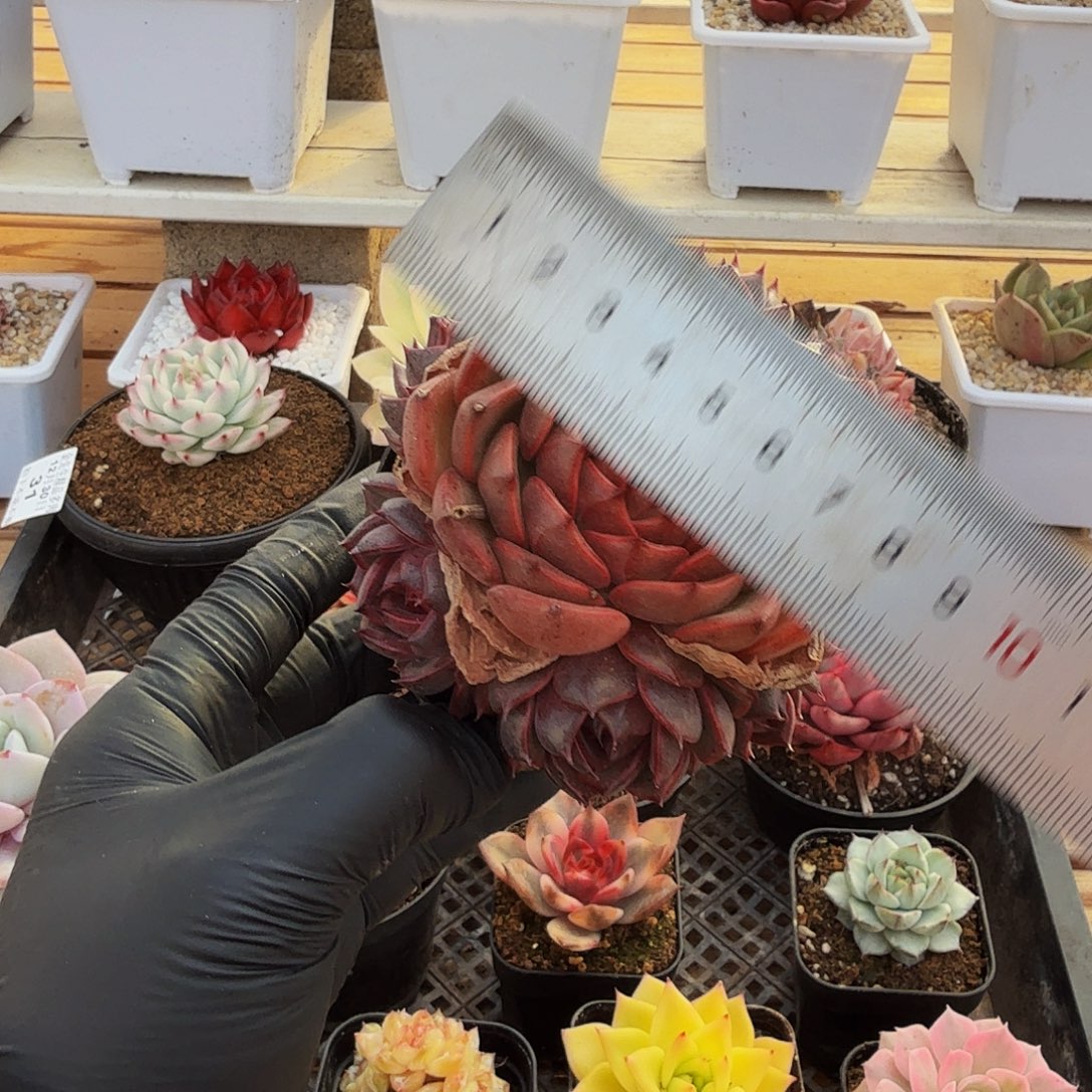 1230-34暗黑色手捧