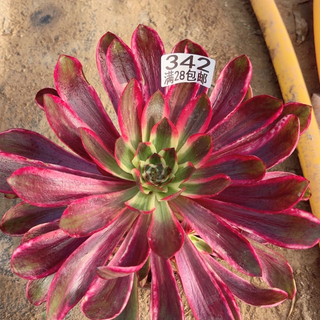 Q. 342红魔女多肉111111