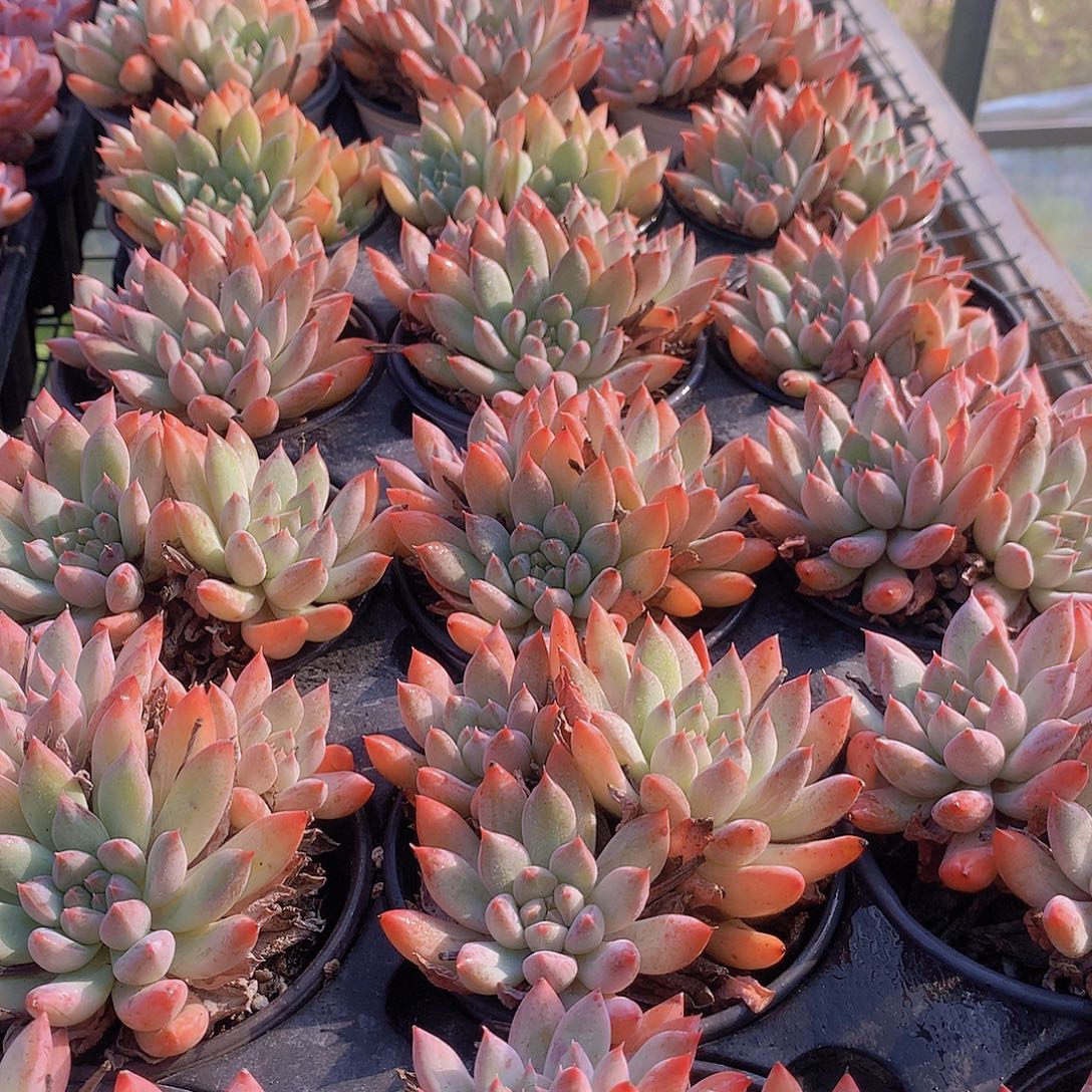 哥特萝莉彩体45678899990