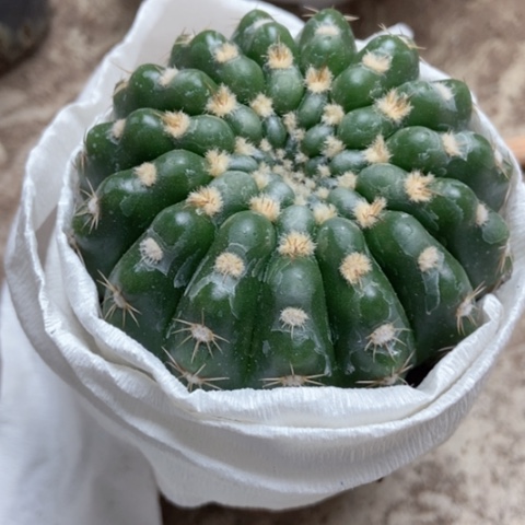 选美玉仙人球10米