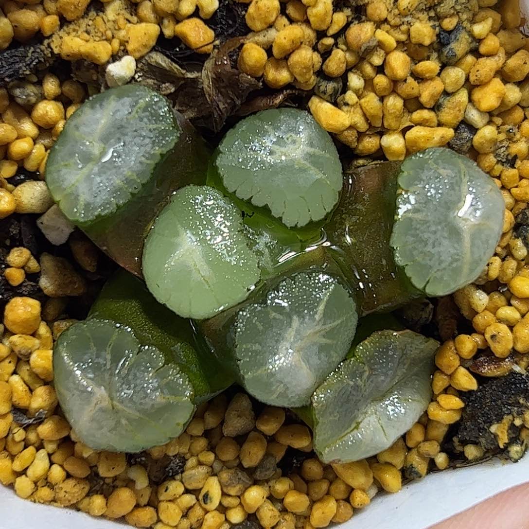 马萨林十二卷多肉植物