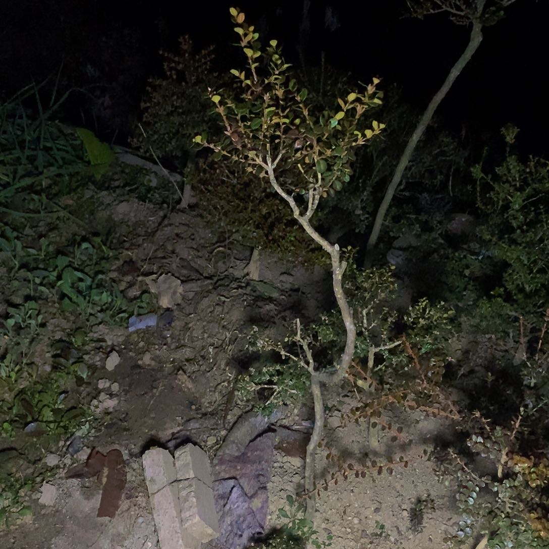 完全开放珍珠黄杨