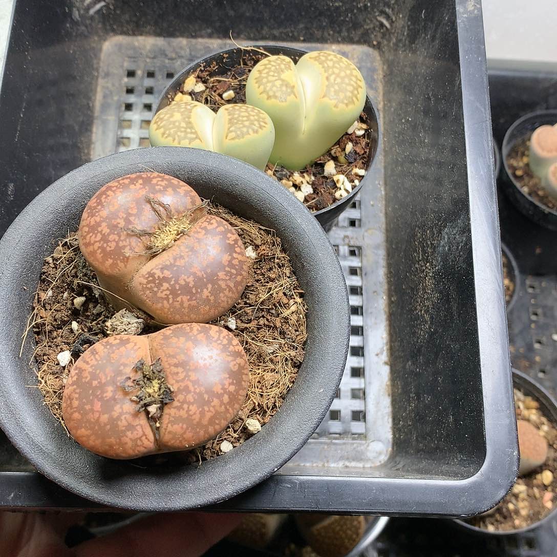 小**飞K100多肉植物保护