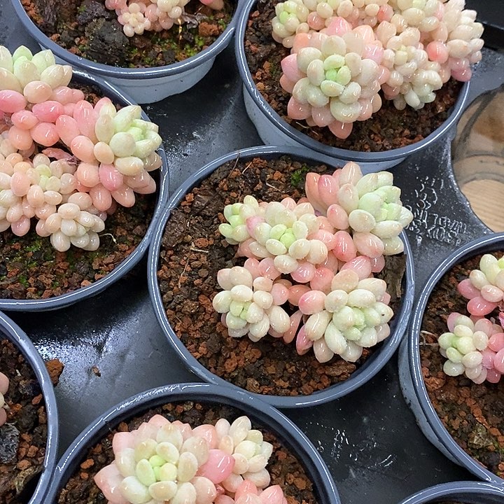 24鱼子酱小群生 福利多多