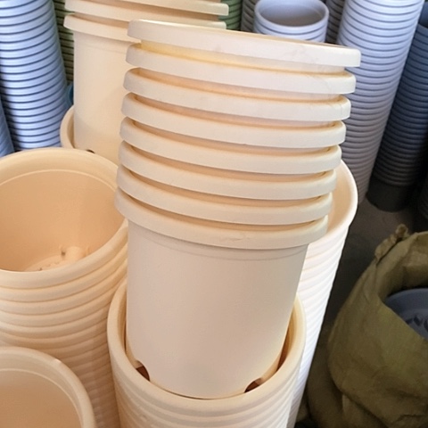 树脂四季2号6个无托米黄