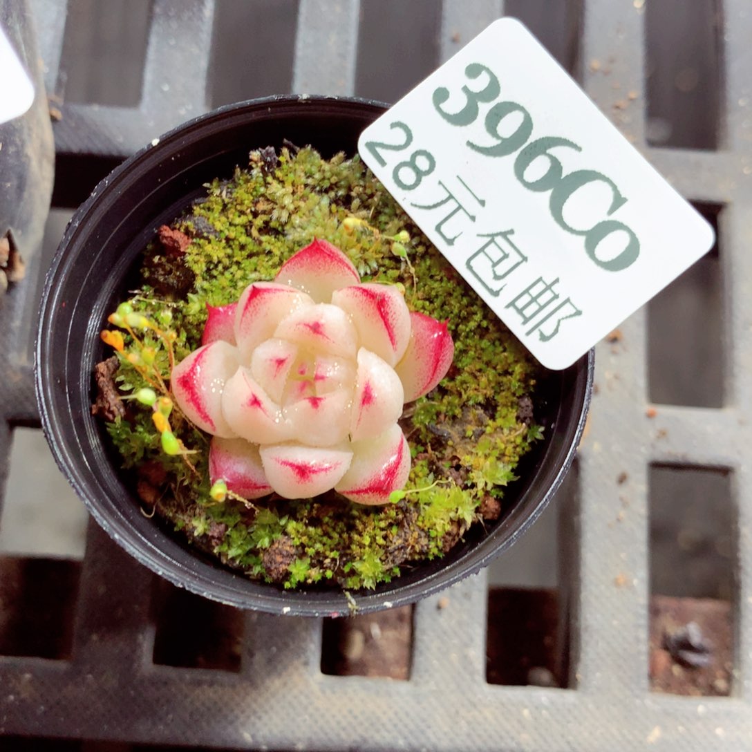 5厘米盆精控多肉396