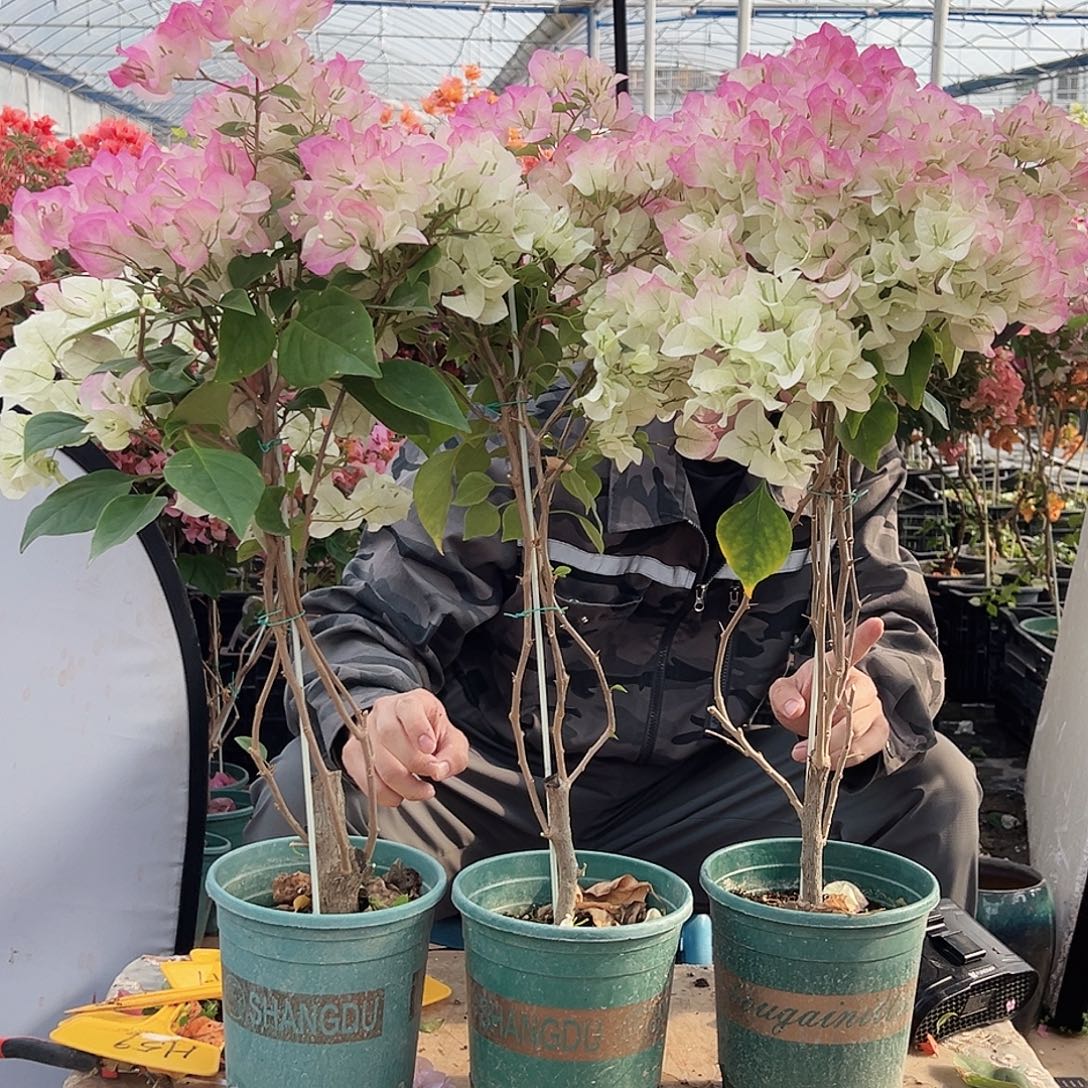 大部分花苞少量开放绿樱带竹棒棒糖一颗