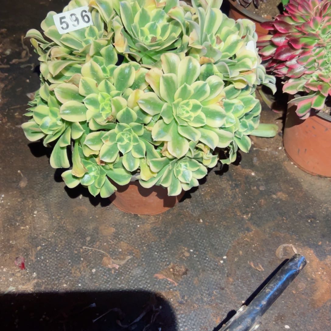 596 号法师多肉植物新年快乐