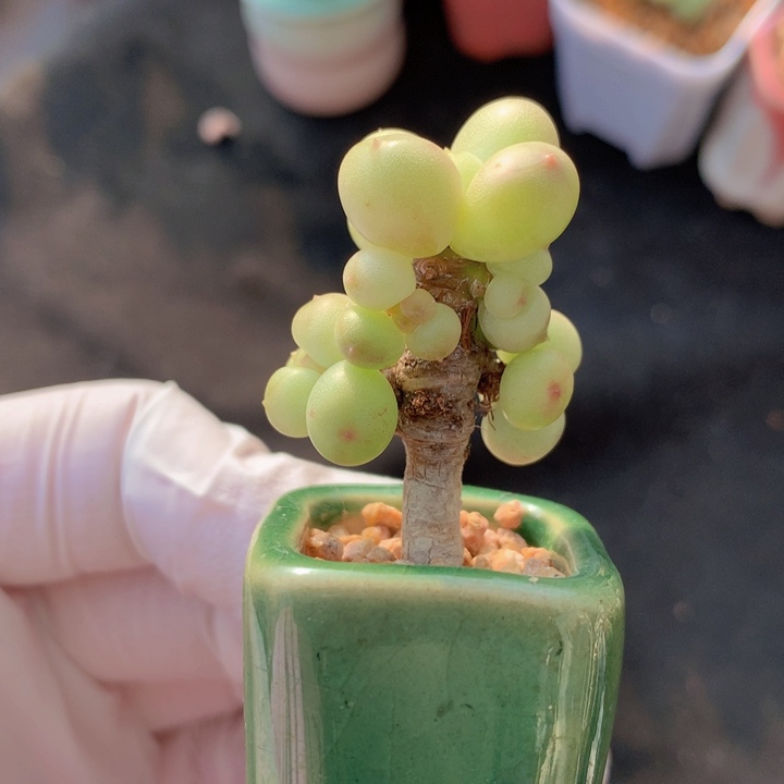 038 萤火虫 花落 木质老桩