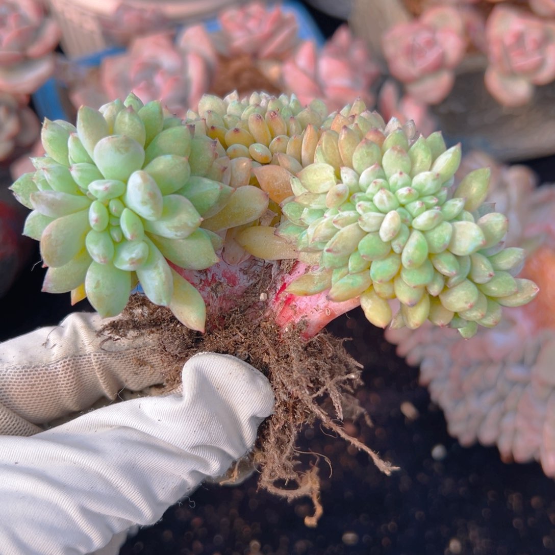 新年快乐 新年快乐