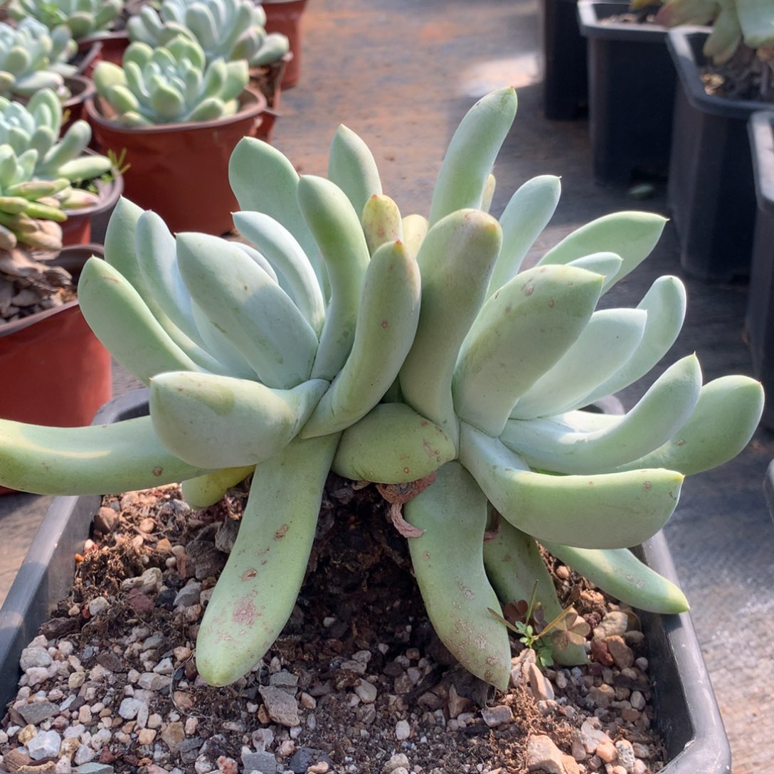 大型种拇指，多肉植物