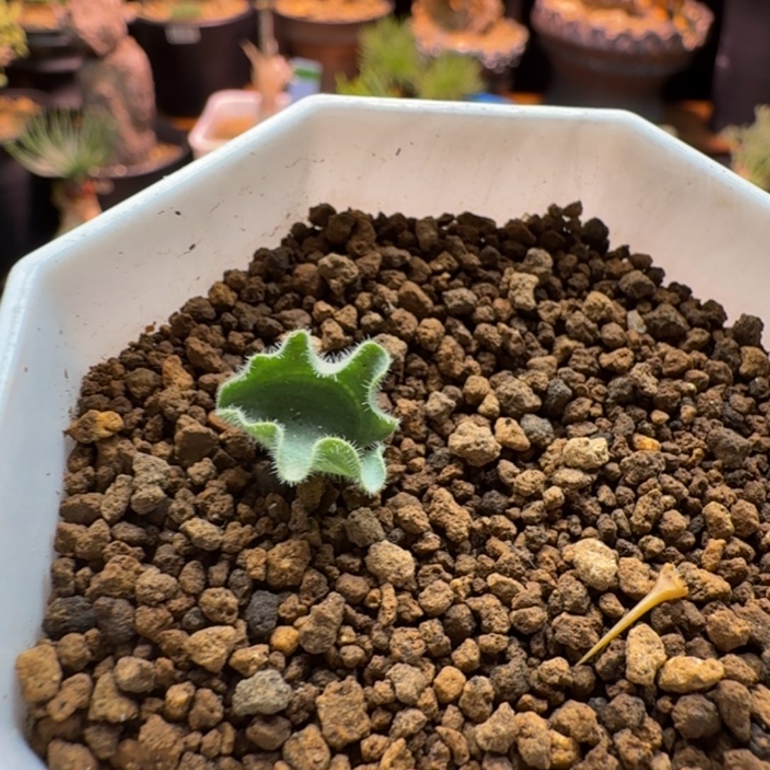 波动雾冰玉025 仙人球