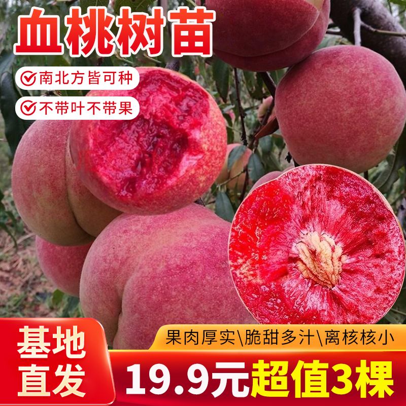 【新苗上市】嫁接桃树血桃苗冬桃苗南北方种植盆栽地栽阳台庭院种植