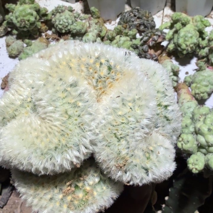 嘉文丸子坠化仙人球