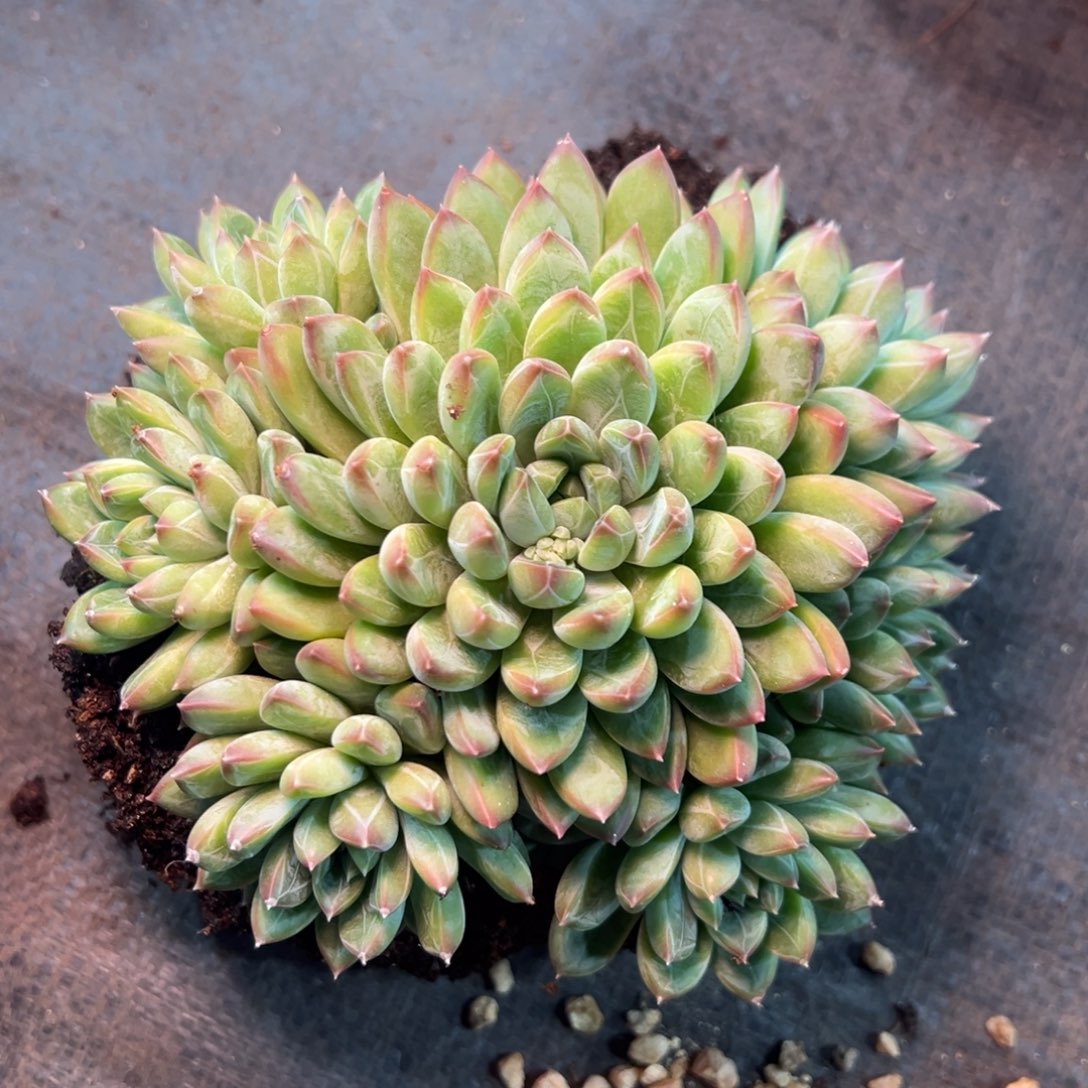 1028033 星际迷航群声手捧