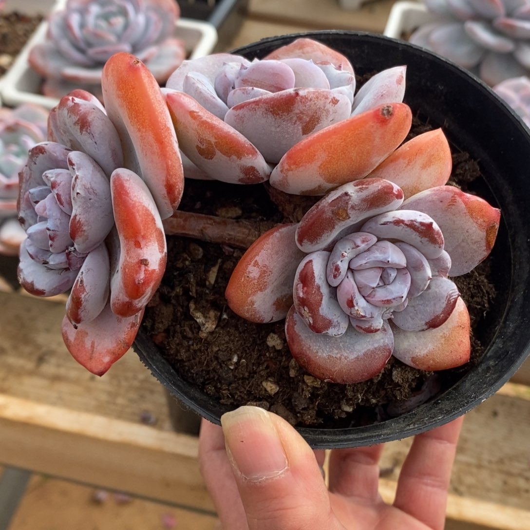 毛***儿三头奶茶哈哈哈哈哈哈