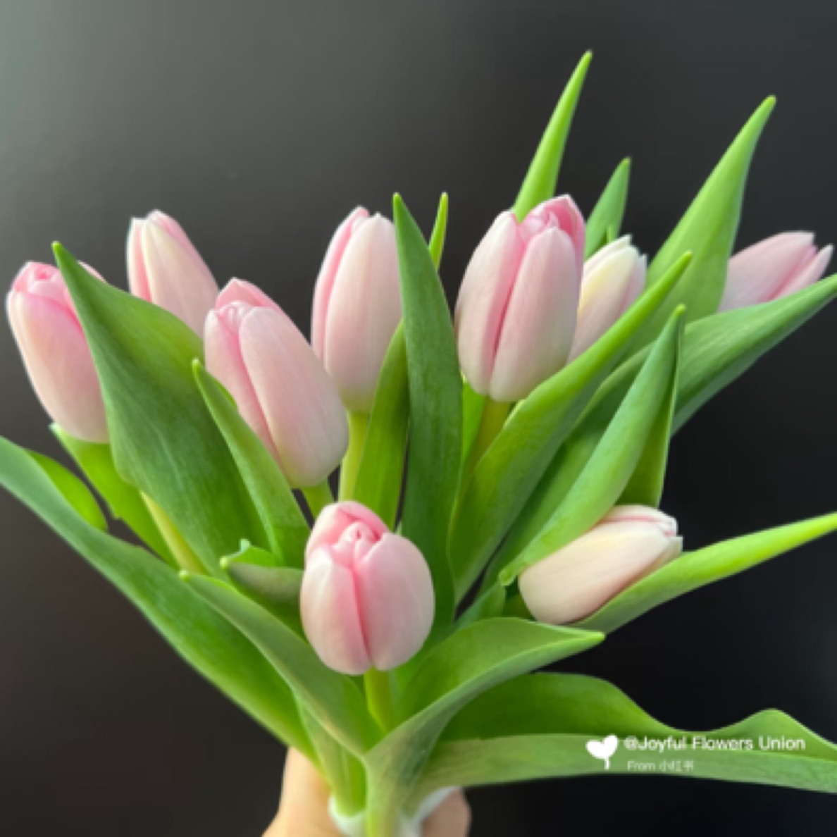 （顺丰包邮）浅粉色王朝粉郁金香鲜切花家庭插花办公室摆花手捧花