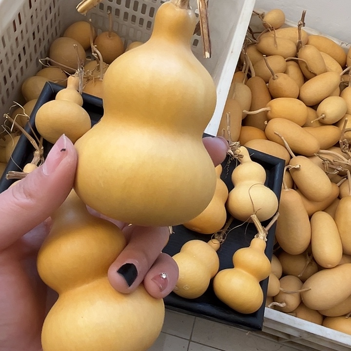 八宝葫芦漂亮厚皮响籽