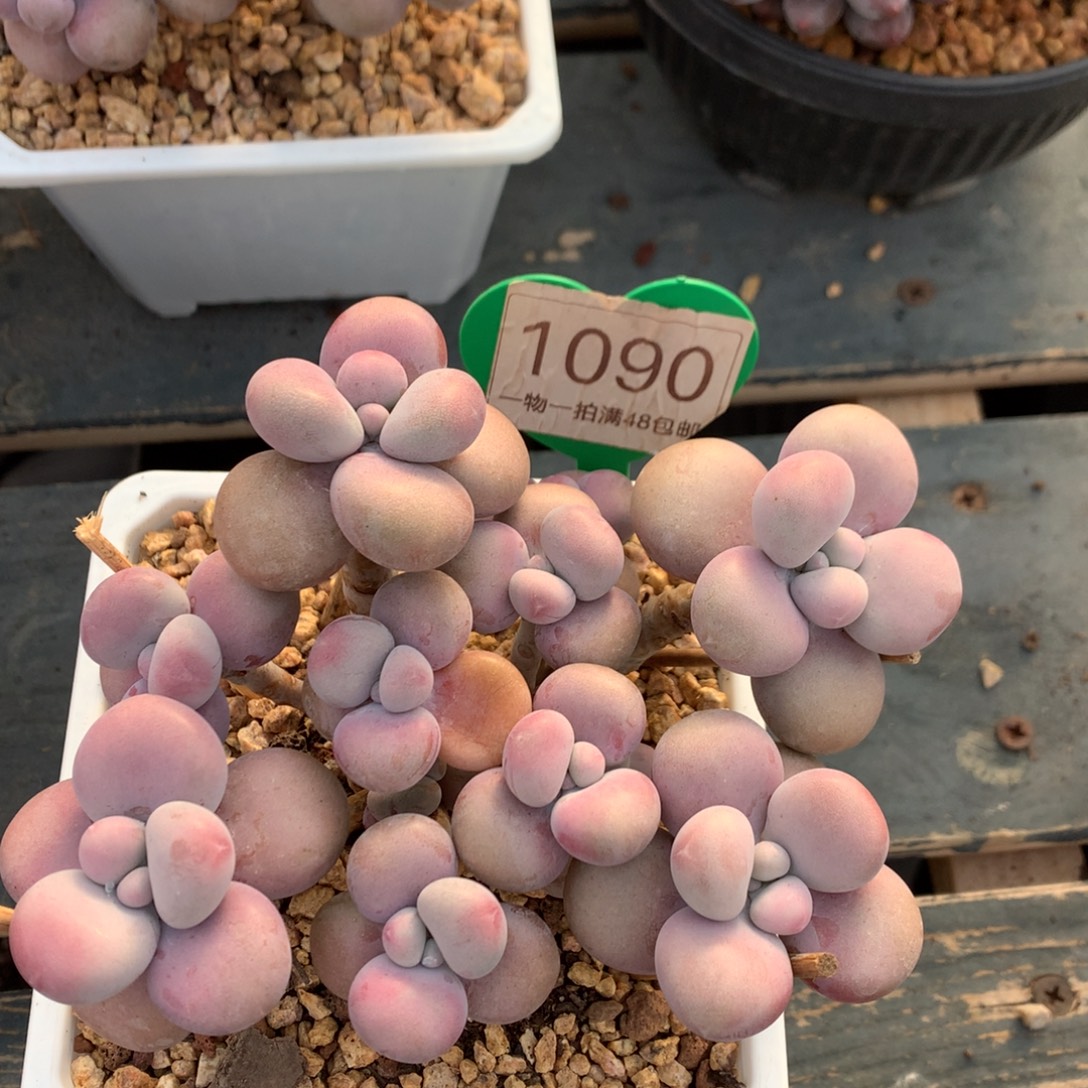 腰子蛋老桩无砍1090