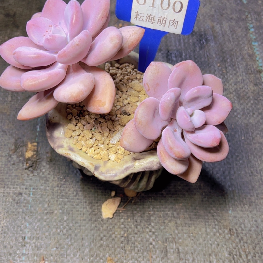 N***c粉兔6100多肉植物