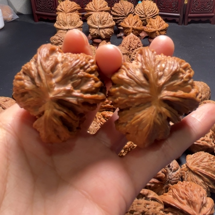 白狮子两棱挂角42尺寸核桃哈哈哈哈哈哈哈