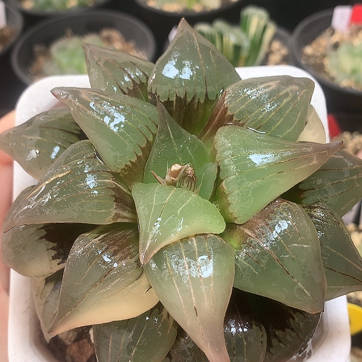 红纹寿锦一物一拍