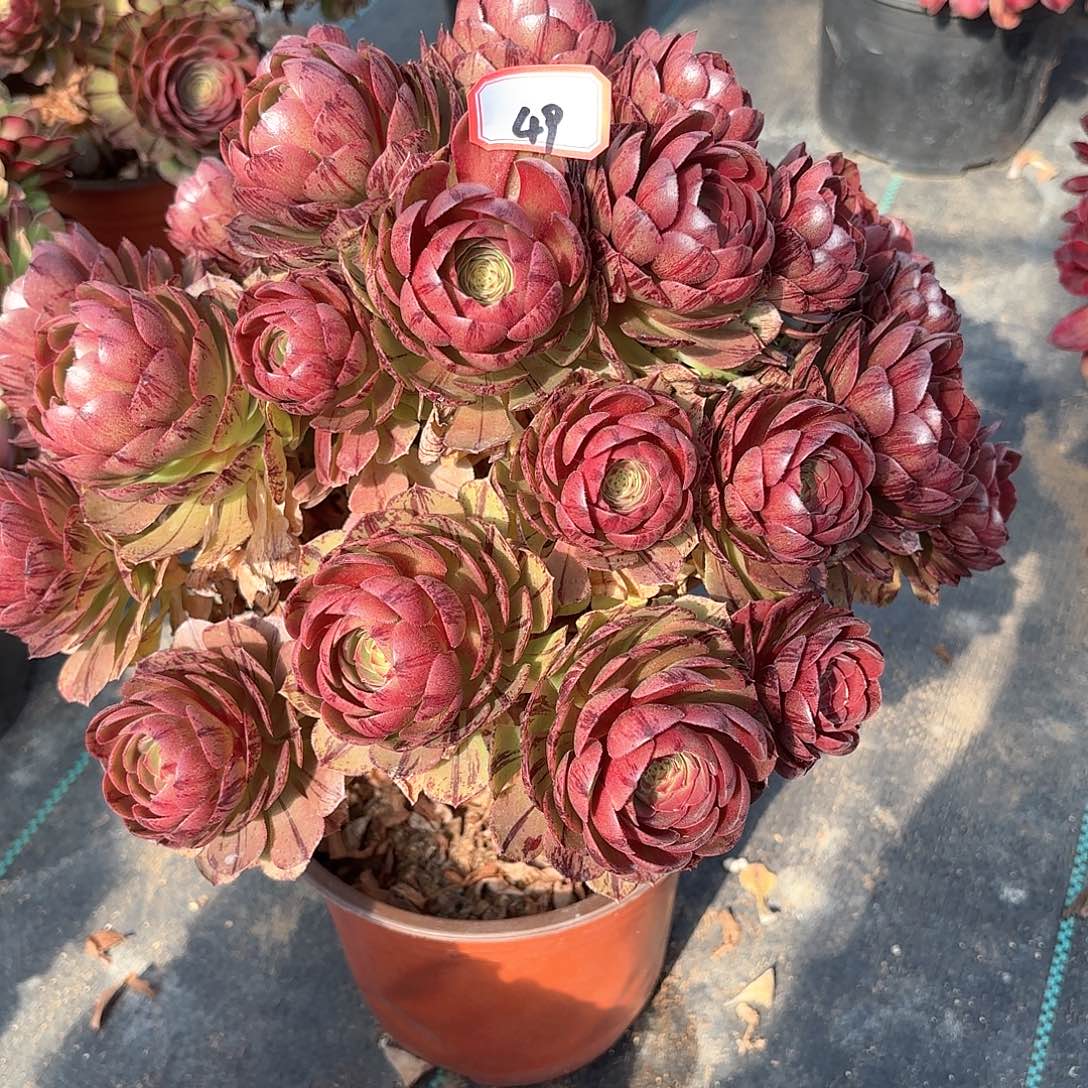 49万圣节拉丝朵朵多肉植物