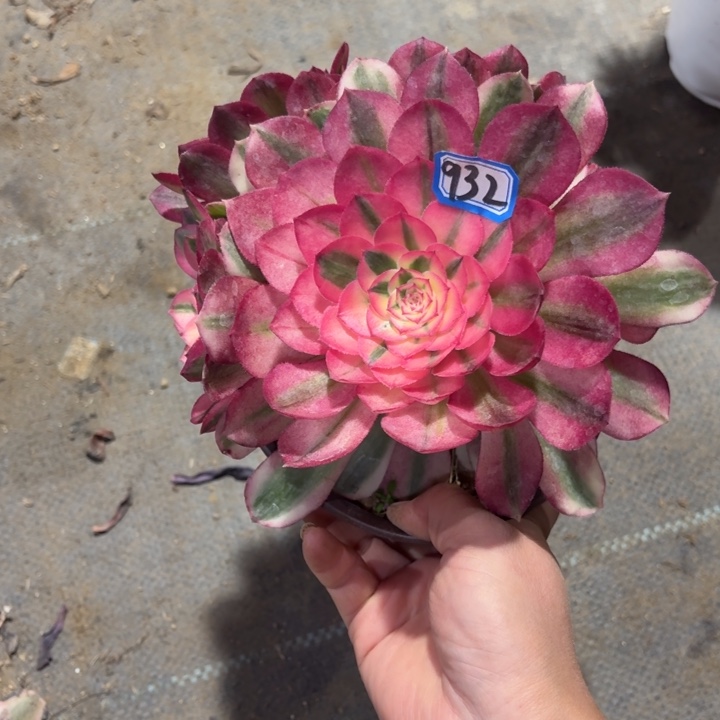 一物一拍多肉倾城932