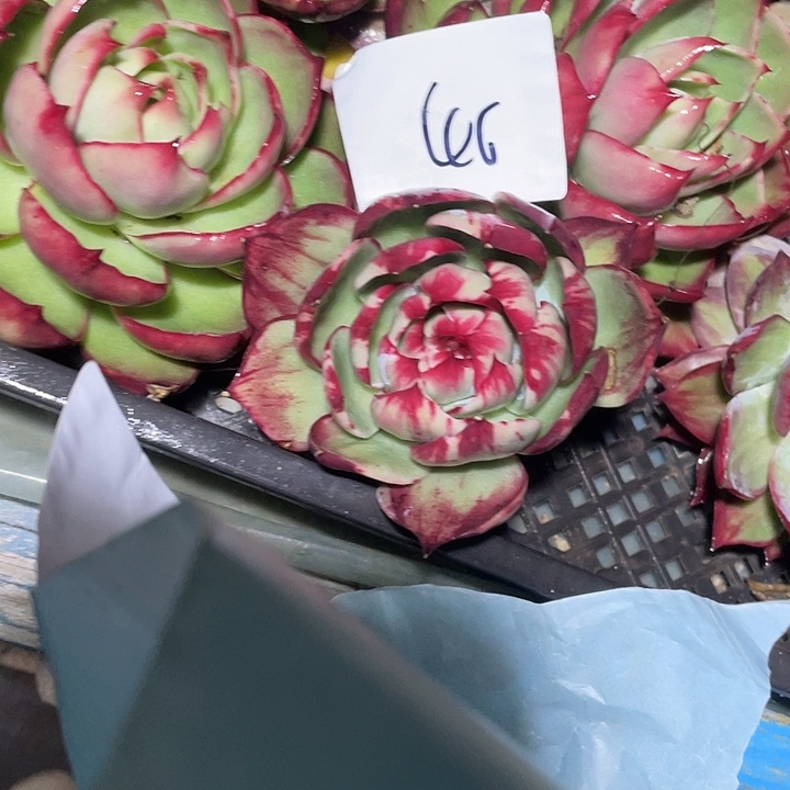 陈***陈46/////////：：/////