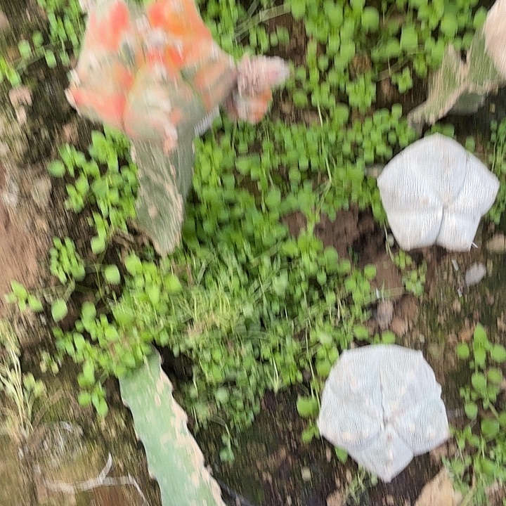 紫***晶鸾凤玉锦仙人球0127