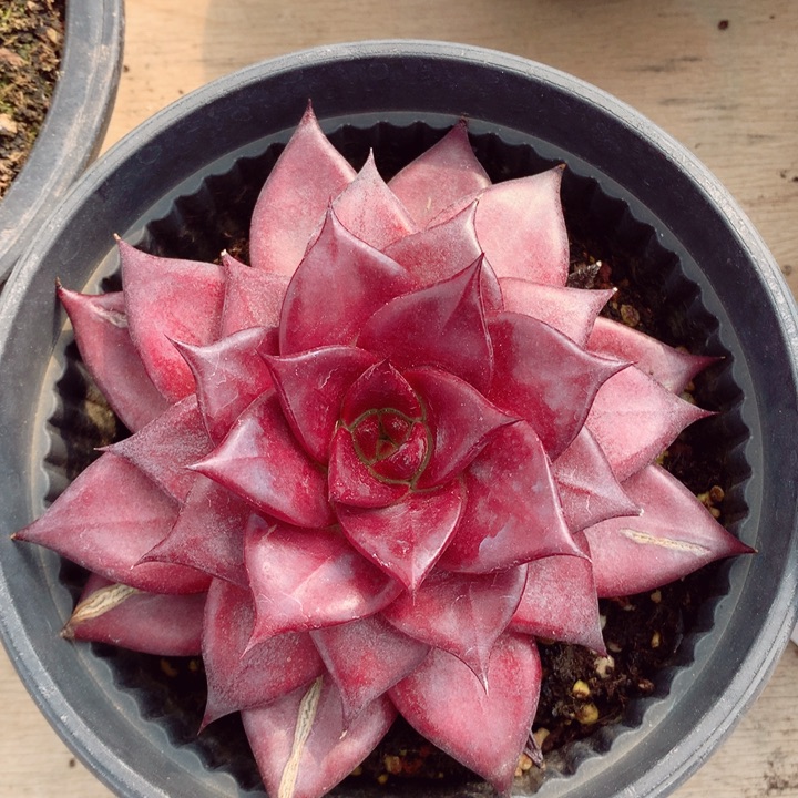 红苹果14cm多肉植物