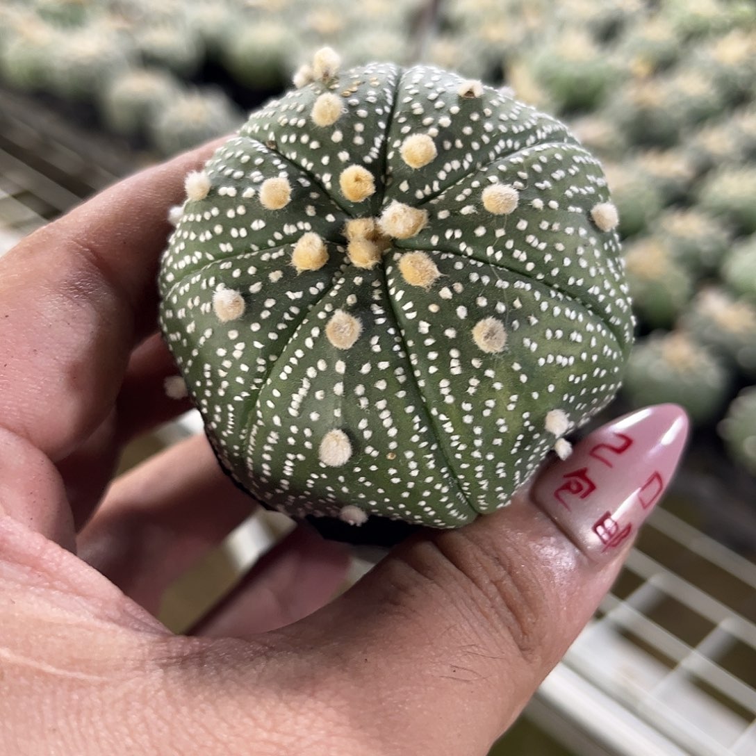 雪花兜单头发货有根
