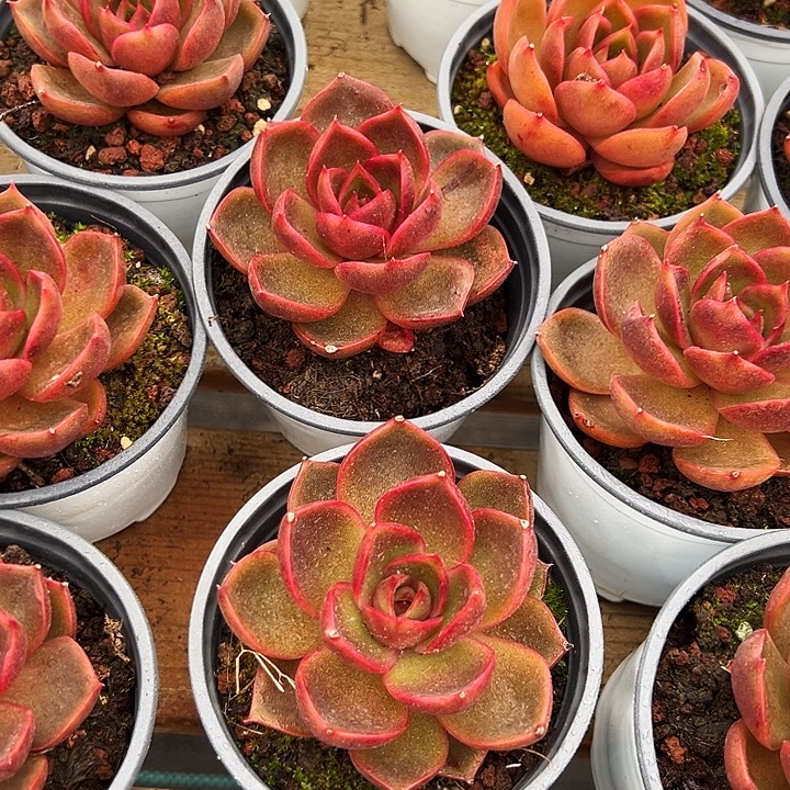 韩版           血红灯