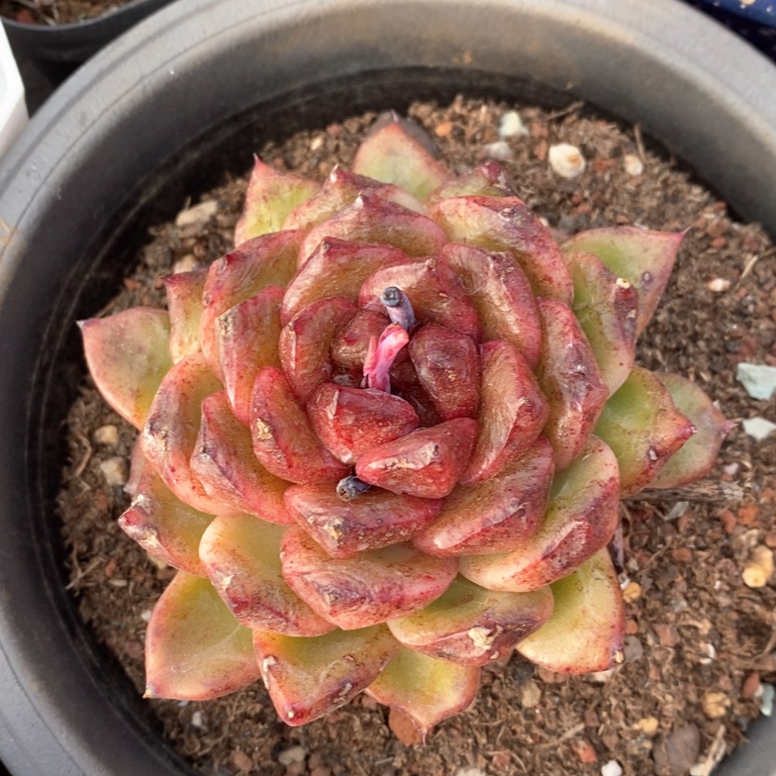 精品多肉一物一拍不包整118