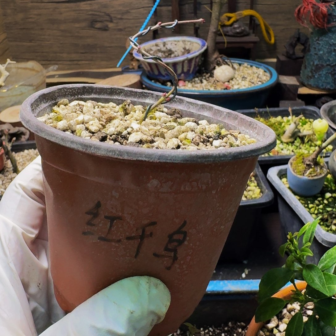 日本原生枫树扦插苗红千鸟